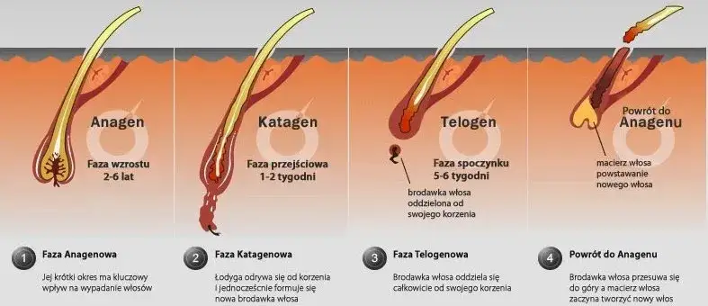 cykl wzrostu włosa fazy anagen katagen telogen