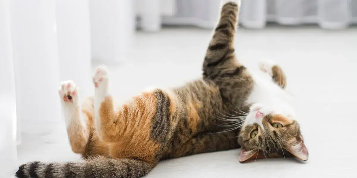 kotka w pozycji lordozy podczas rui