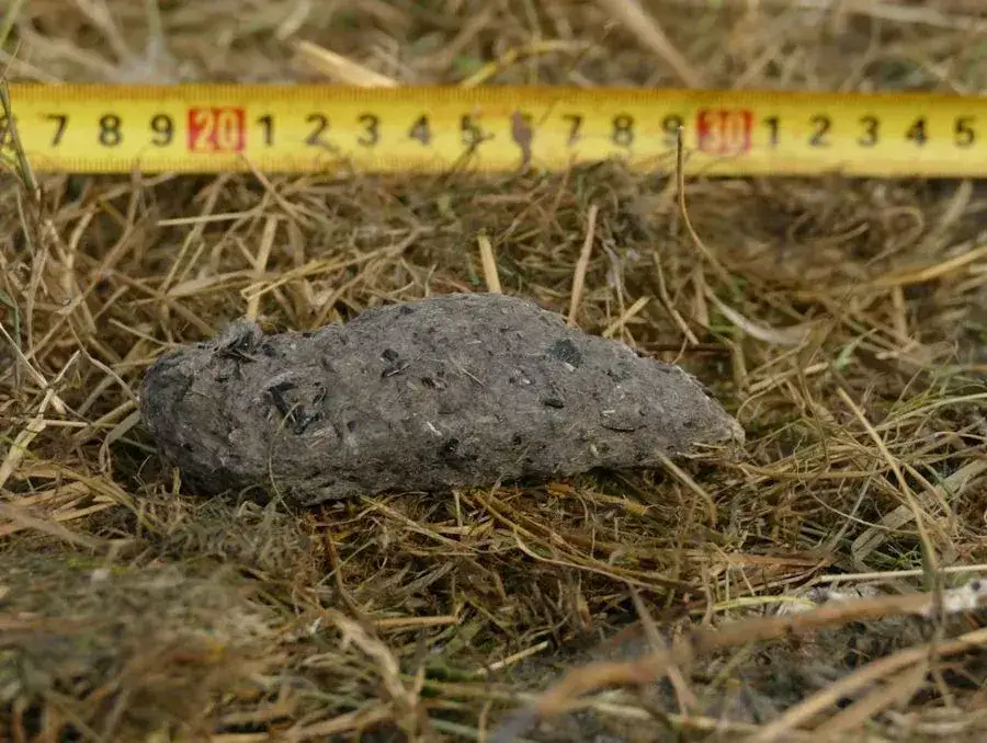 Wypluwki bociana białego z resztkami pokarmu