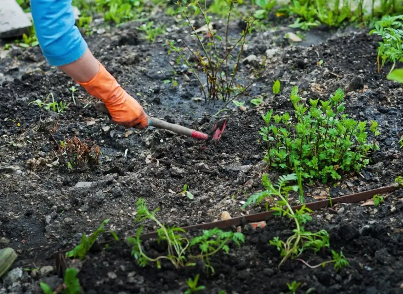 Ręka w pomarańczowej rękawicy spulchnia ziemię motyczką, przygotowując ją do sadzenia. To pierwszy krok, jak odkwasić glebę.
