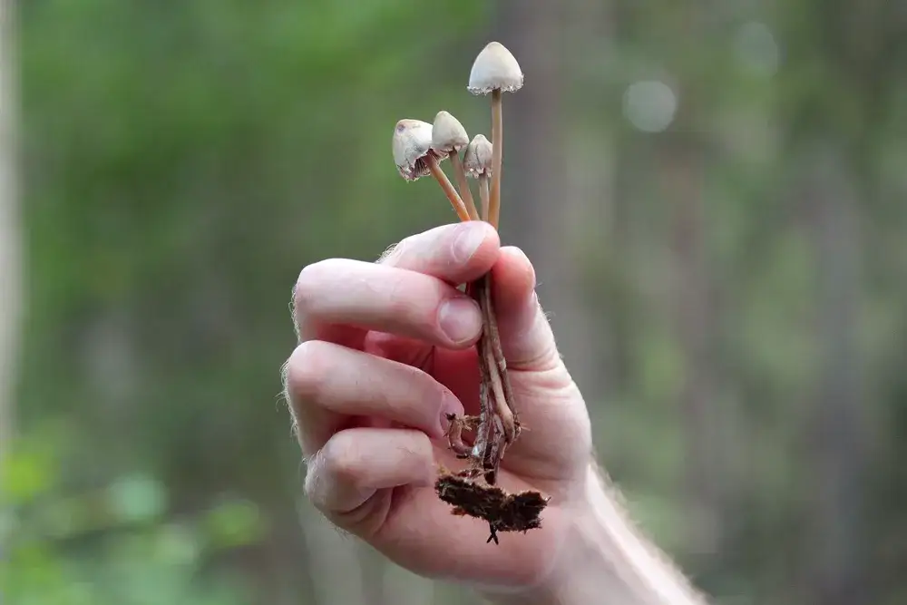 przygotowanie do doświadczenia psychodelicznego