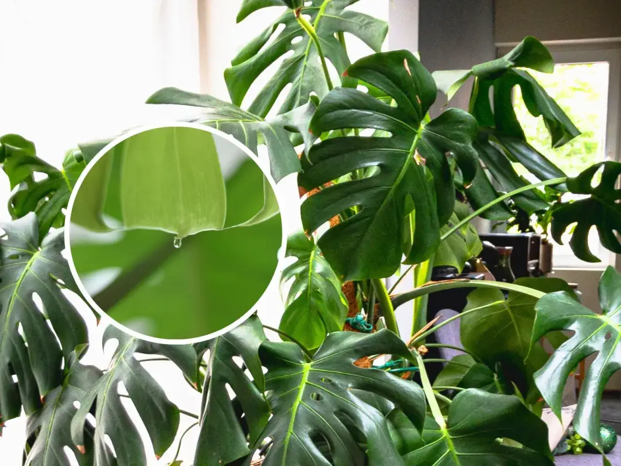 Kiedy monstera płacze, na jej liściach pojawiają się krople wody. Zbliżenie ukazuje łzę na zielonym liściu.