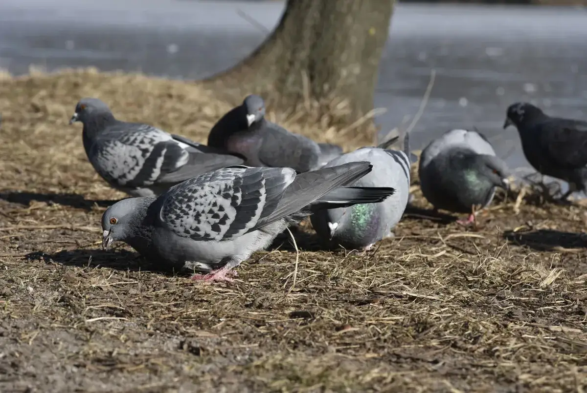 gołębie w mieście, zagrożenia zdrowotne od gołębi