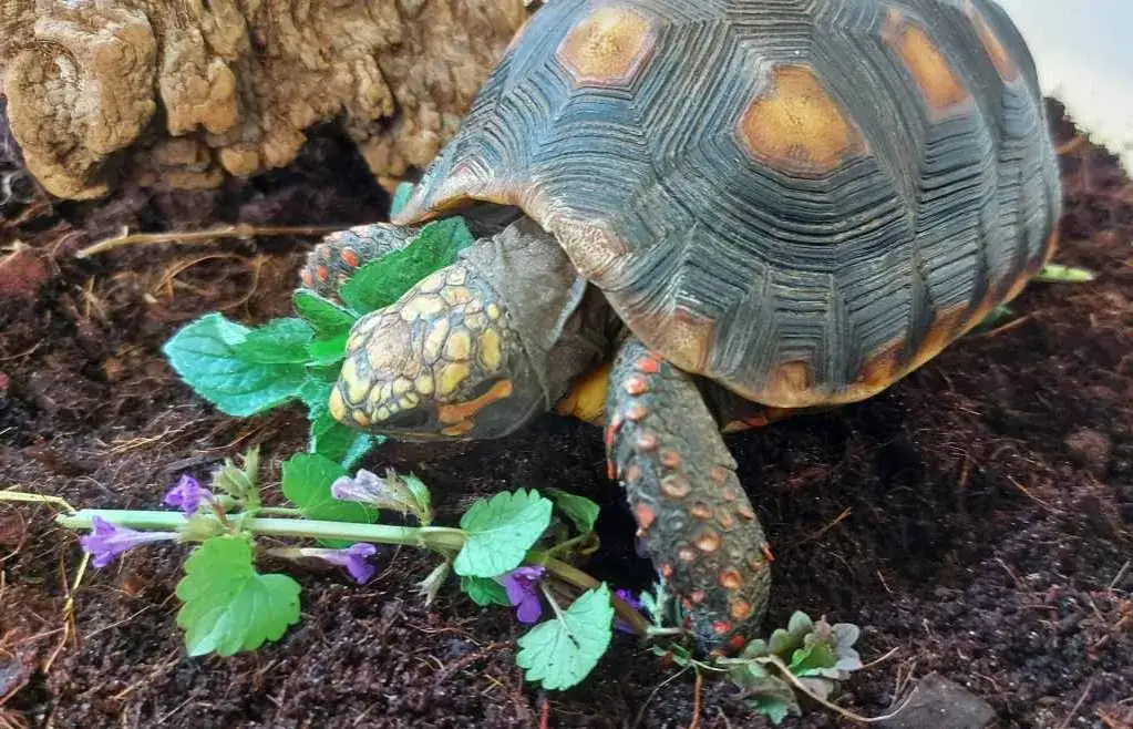 żółw lądowy jedzący rośliny łąkowe