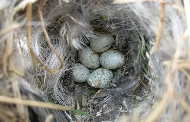 Jaja wr&oacute;bla domowego w gnieździe, wygląd jaj wr&oacute;bla