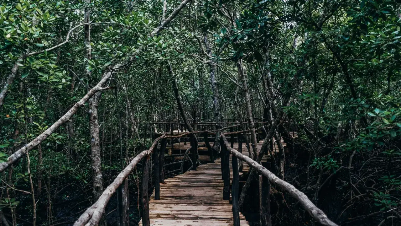 Drewniana ścieżka wije się przez gęsty, zielony las namorzynowy Jozani.