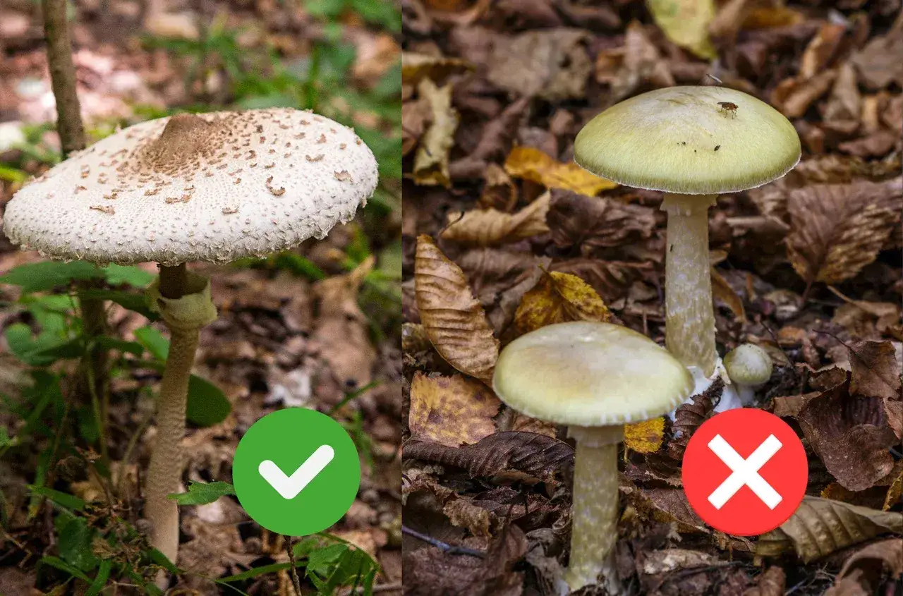 Po lewej jadalna czubajka, po prawej trująca muchomor zielonawy. Dowiedz się, jak mrozić kanie, wybierając te właściwe!