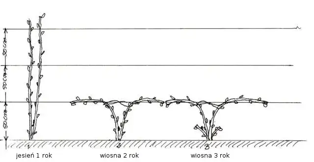Sadzenie winorośli krok po kroku, młoda sadzonka winogron