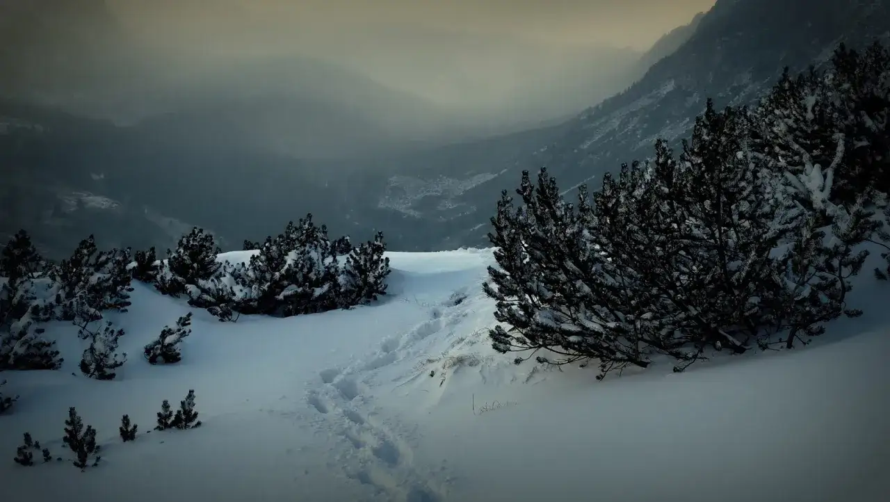Ślady na śniegu prowadzą przez zimowy krajobraz, gdzie krzewy kosodrzewiny przypominają raki do chodzenia po górach.
