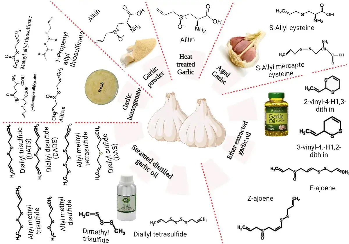 Wykres przedstawia związki chemiczne czosnku, dowodząc, że czosnek jest zdrowy.
