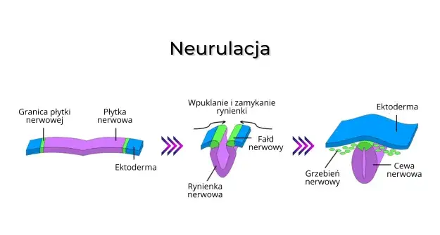 schemat rozwoju cewy nerwowej płodu