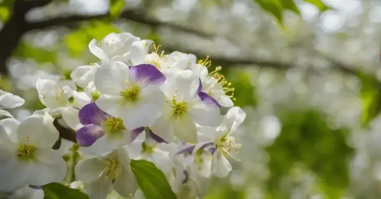 Zdjęcie Jak kwitnie jabłoń – poznaj tajemnice jej pięknych kwiatów