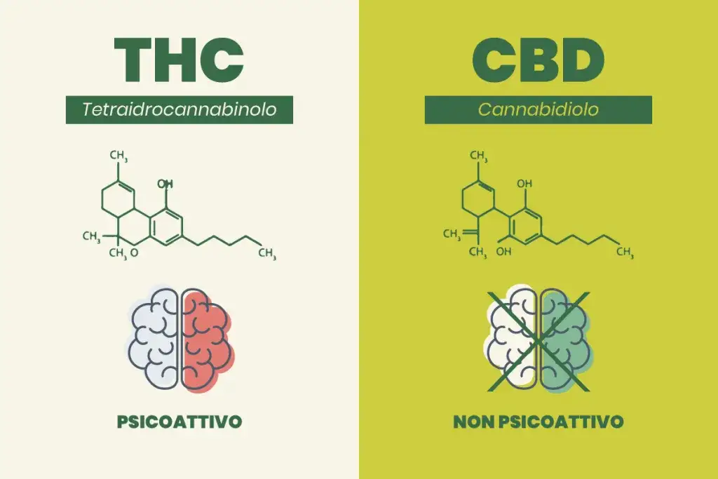 różnice między thc a cbd infografika