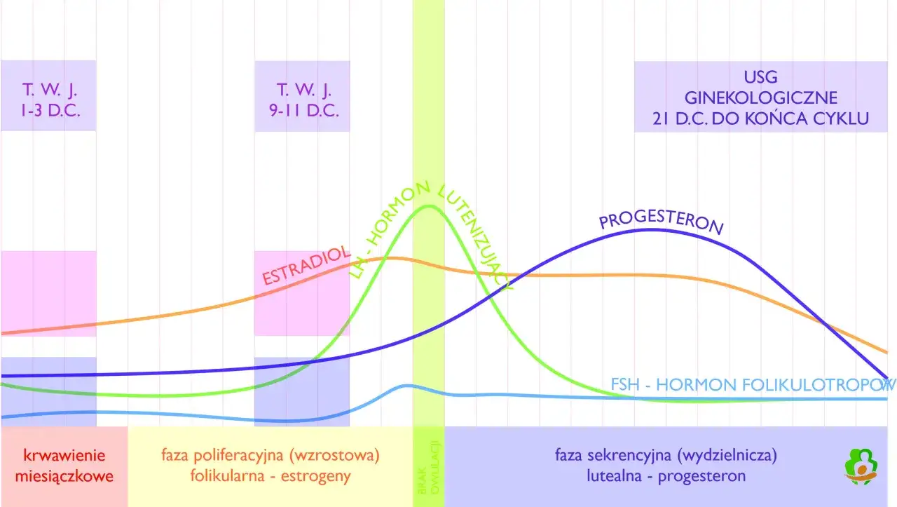 Budowa przysadki mózgowej i jajników