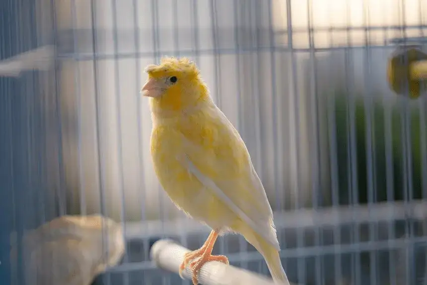 chory kanarek objawy