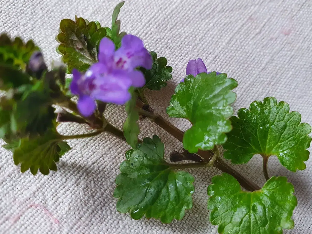 Fioletowe kwiaty i zielone liście bluszczyku kurdybanku na lnianym tle.