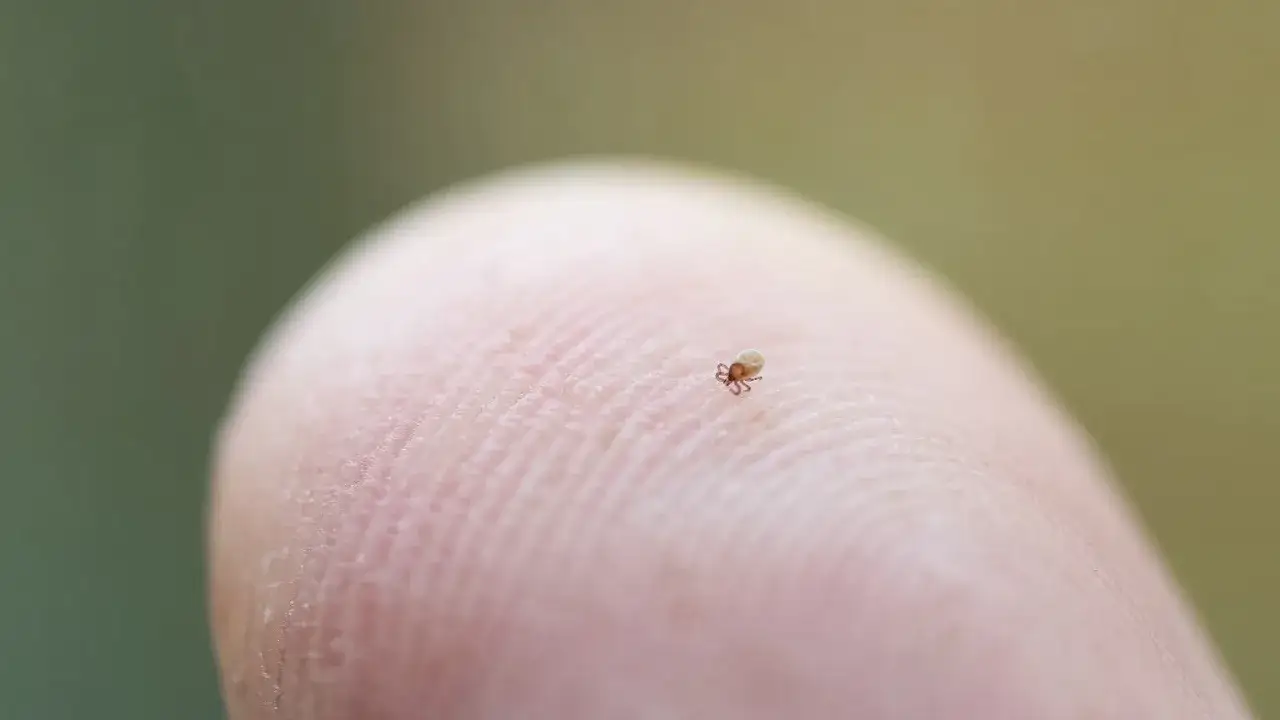 Mały kleszcz na opuszku palca. Zobacz, jak odróżnić kleszcza od pieprzyka, by uniknąć zagrożenia.
