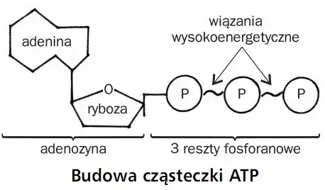 Zdjęcie Czym jest ATP w biologii i jak działa w komórkach? Wyjaśniamy prosto i zrozumiale