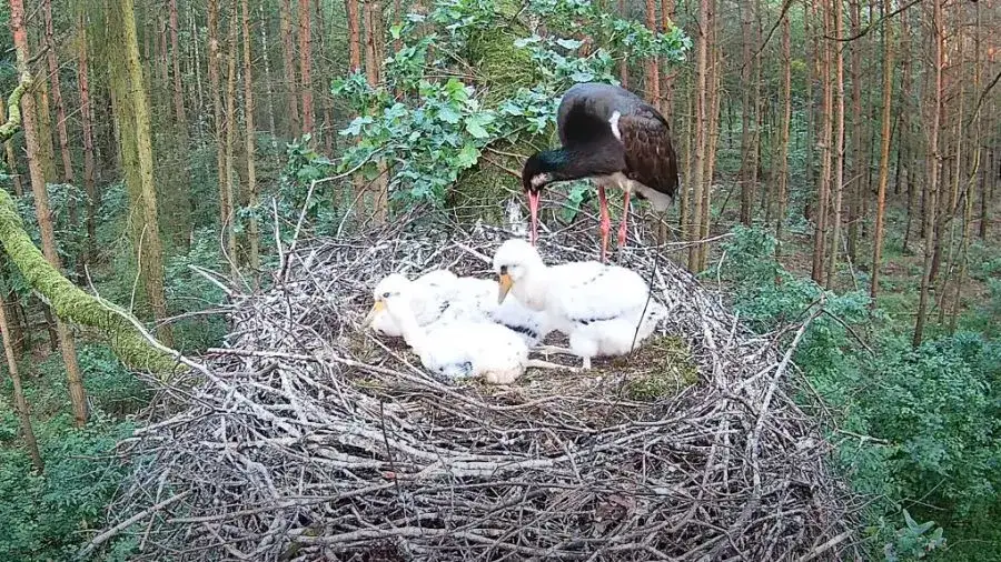 pisklę bociana w gnieździe