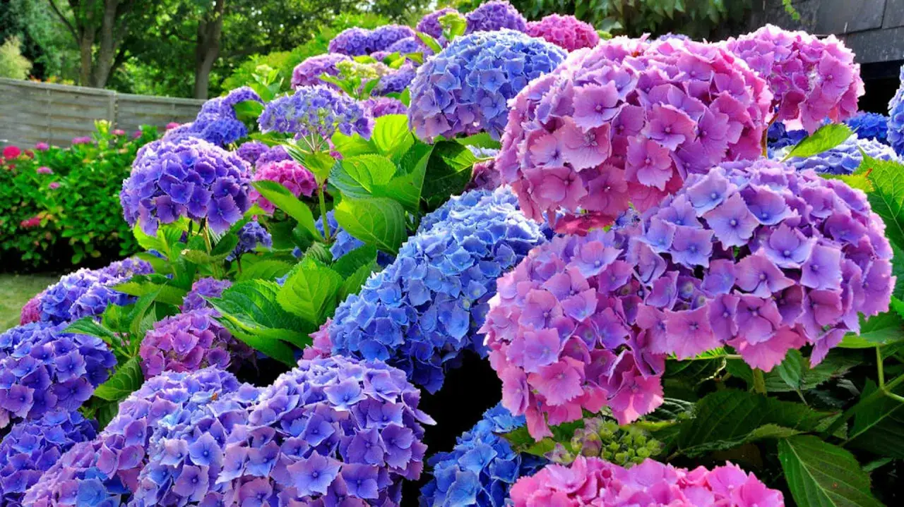 Kiedy sadzić hortensje? Piękne, fioletowe i niebieskie kwiaty w pełnym rozkwicie, zachęcają do stworzenia własnego ogrodu.
