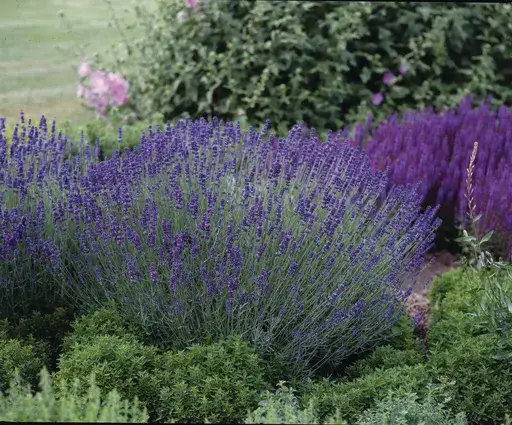 odmiany lawendy hidcote munstead