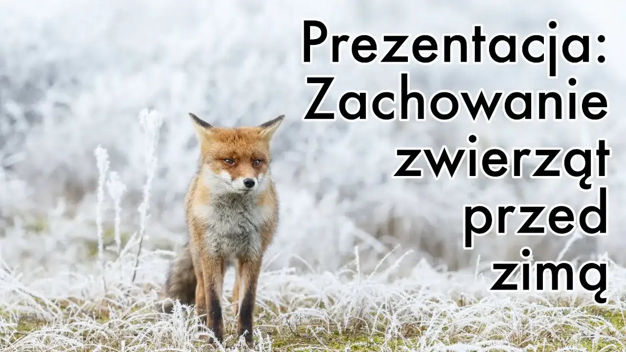Zdjęcie Jak zwierzęta przygotowują się do zimy - film edukacyjny dla dzieci