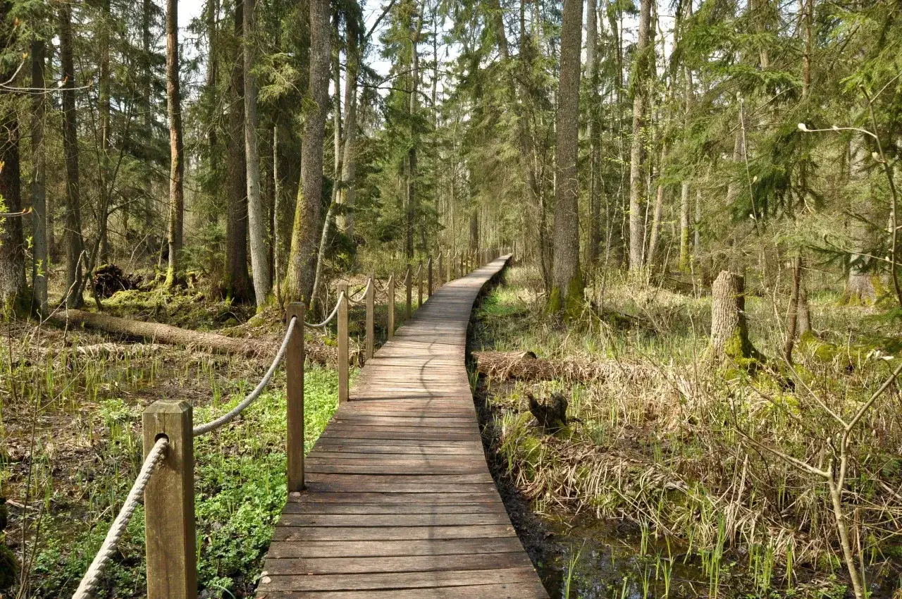 Zdjęcie Atrakcje w Białowieży: Odkryj niezwykłe miejsca w sercu Puszczy