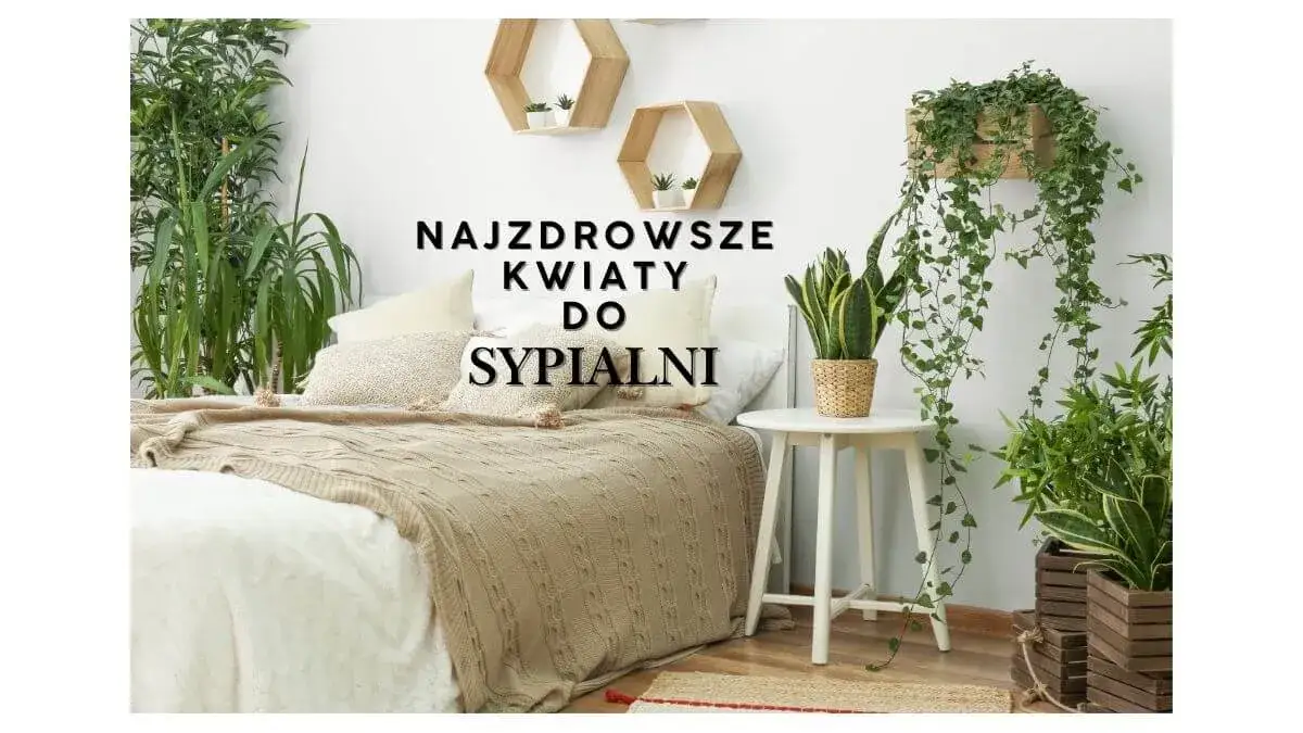 Zdjęcie Kwiaty do sypialni: popraw sen i powietrze. Ranking + porady