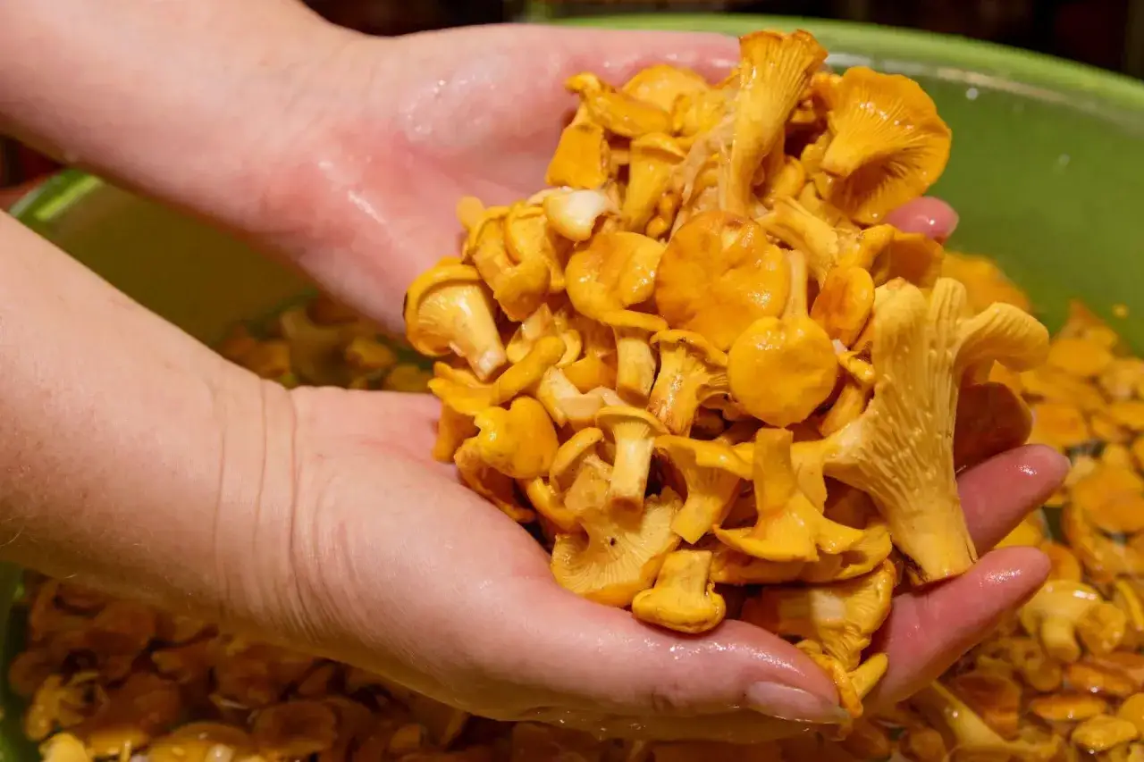 Zdjęcie Jak czyścić kurki mąką - skuteczna metoda na idealnie czyste grzyby