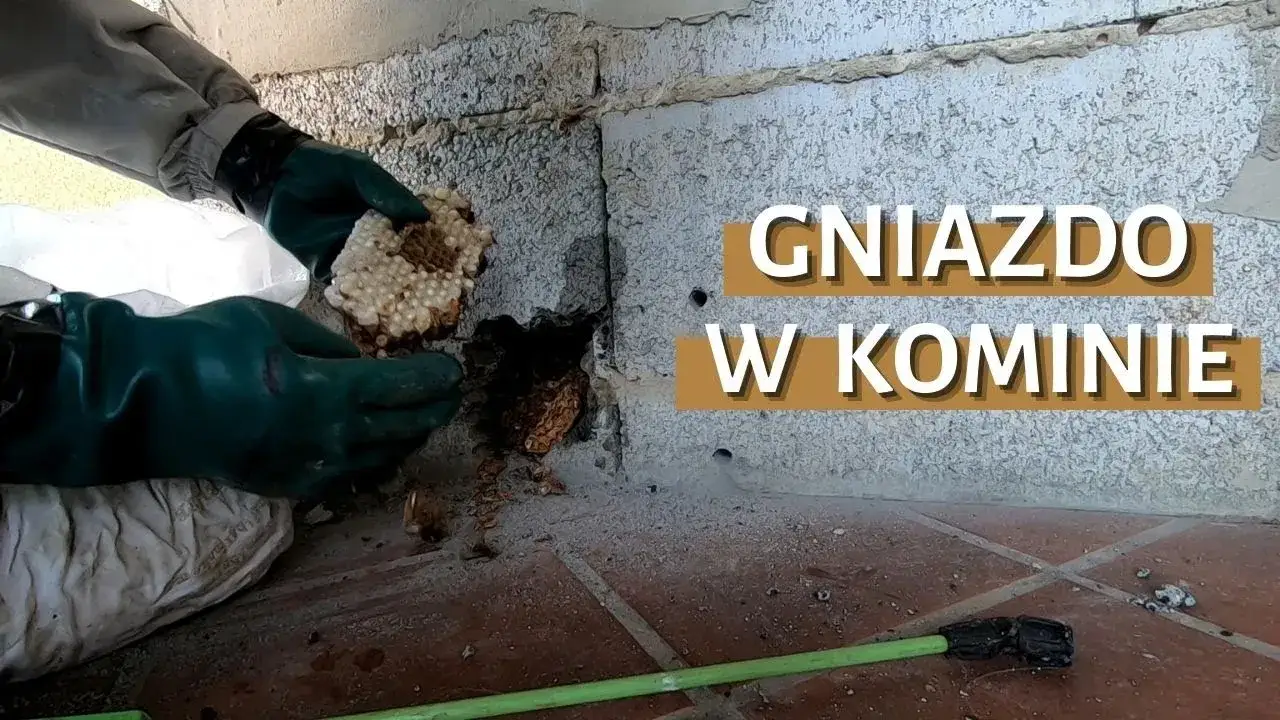 Zdjęcie Jak usunąć gniazdo kawek z komina bez łamania prawa i stresu