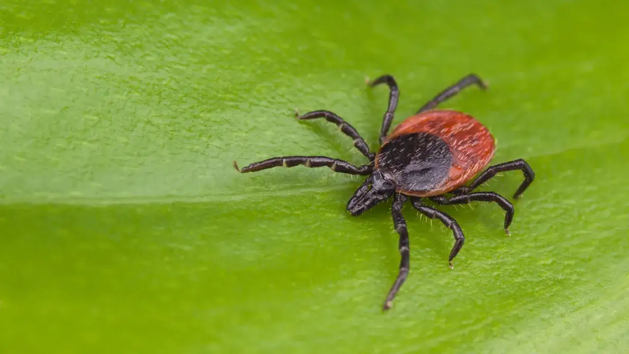 Zdjęcie Czego nie lubią kleszcze? Skuteczne sposoby na ich odstraszenie