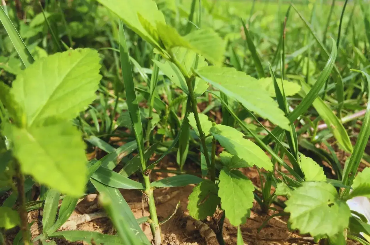 Zdjęcie Chwast polny: Jak skutecznie zwalczać uciążliwe rośliny w uprawach