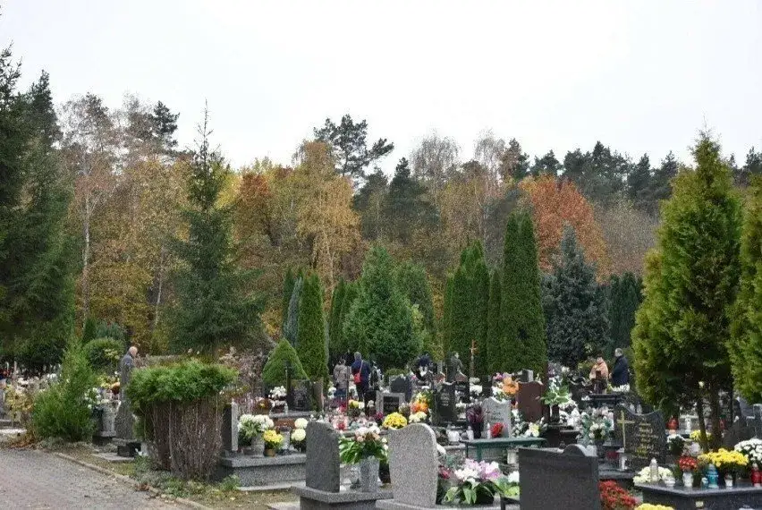 Zdjęcie Kto odpowiada za drzewa na cmentarzu i jak dbać o ich zdrowie?