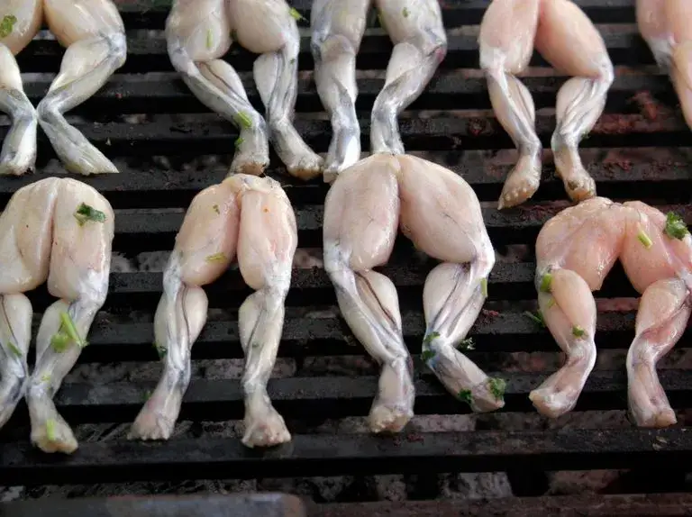 Zdjęcie Żabie udka z jakich żab? Odkryj najlepsze gatunki do jedzenia