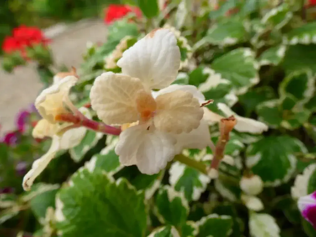Zdjęcie Jak kwitnie komarzyca i jak zadbać o jej piękne kwiaty