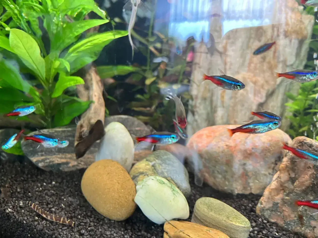 Zdjęcie Jak hodować neonki: kluczowe wskazówki dla zdrowego akwarium