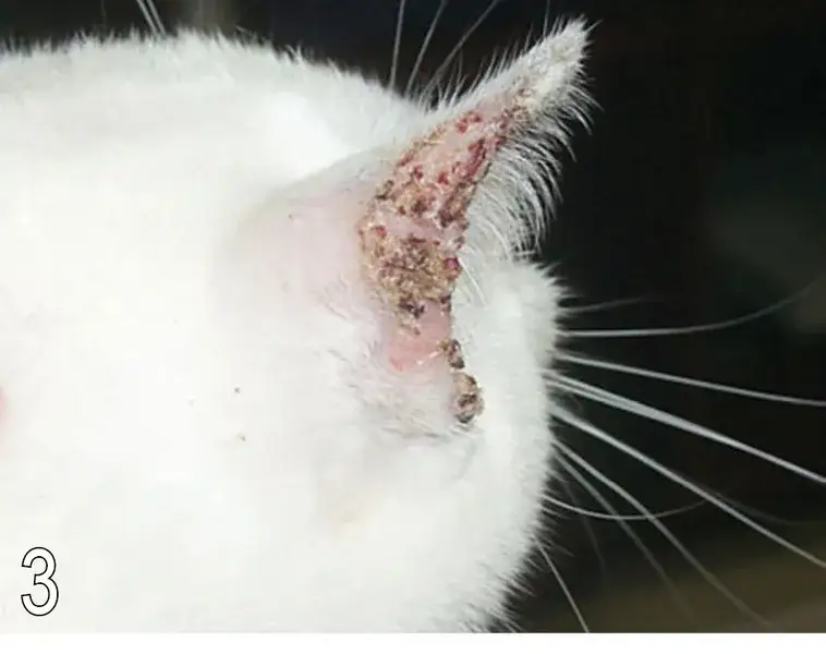 Zdjęcie Atopowe zapalenie skóry u kota: objawy, diagnoza i leczenie