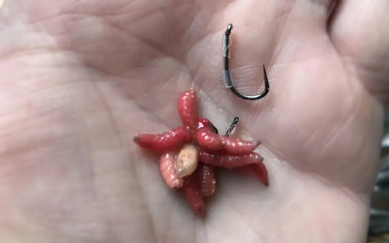 Rodzaje haczyk&oacute;w do białych robak&oacute;w