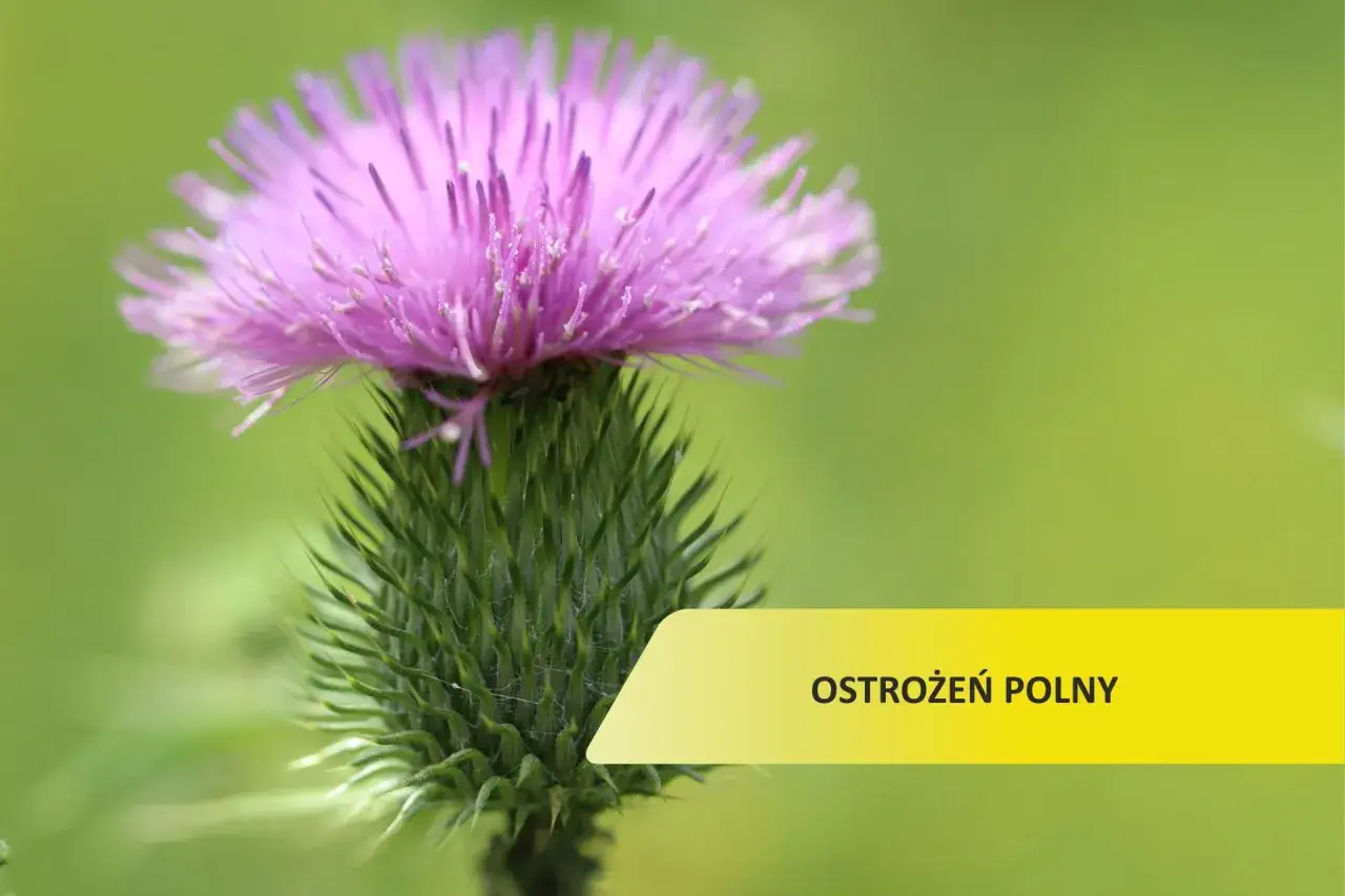 Ostrożeń polny w uprawie zboża