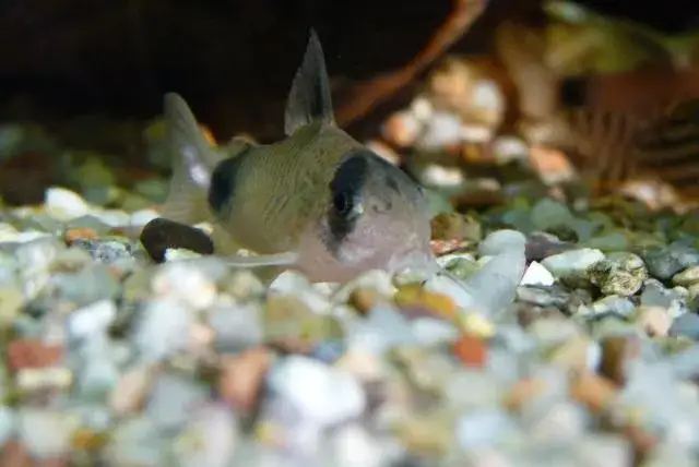 Kiryski panda i otoski w akwarium