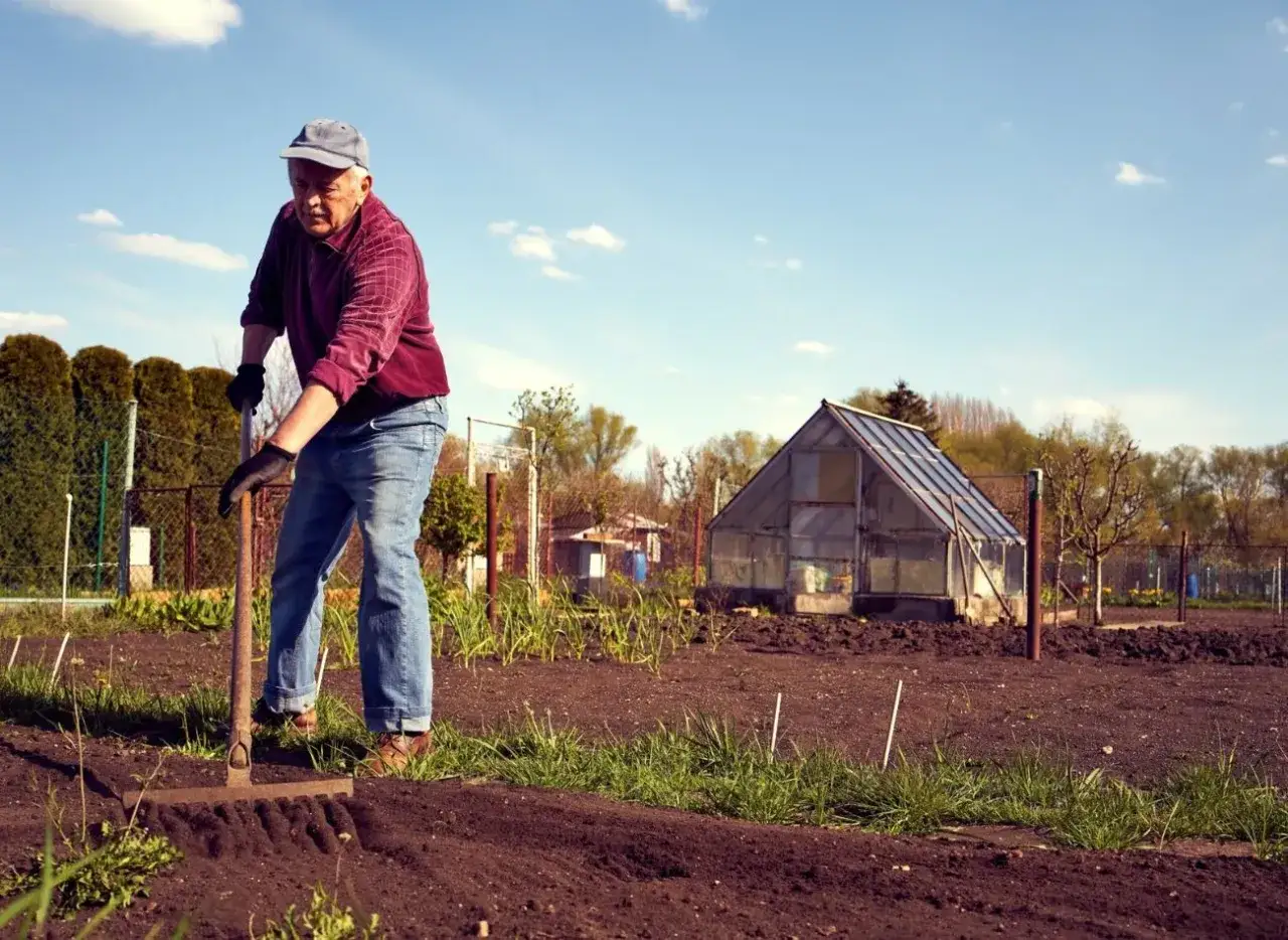 Starszy pan z grabiami przygotowuje działkę pod uprawę, rozsypując wapno na ziemi. W tle szklarnia i żywopłot.