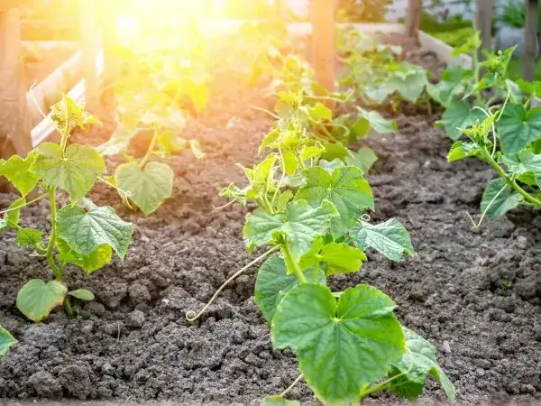 Sadzenie og&oacute;rk&oacute;w w gruncie