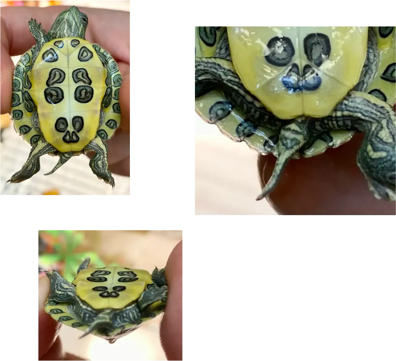 plastron żółwia samiec samica porównanie