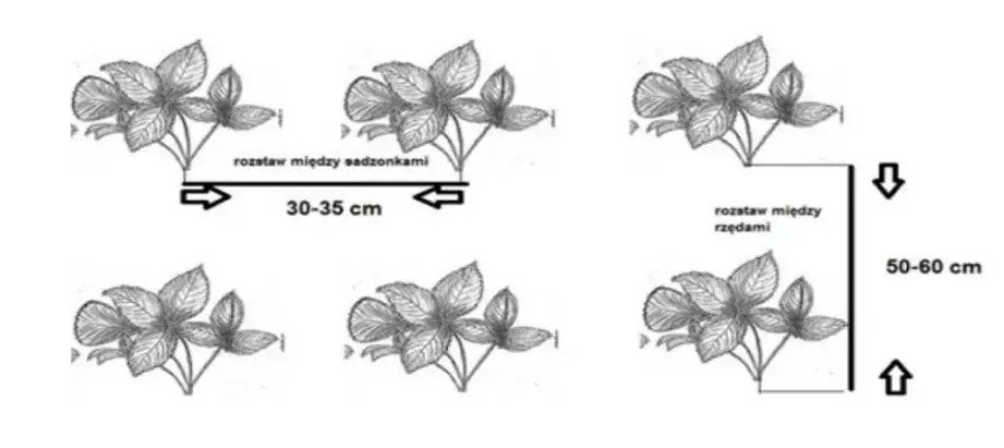truskawki sadzenie schemat odległości