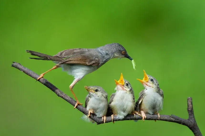 r&oacute;żnica pisklę podlot wr&oacute;bel