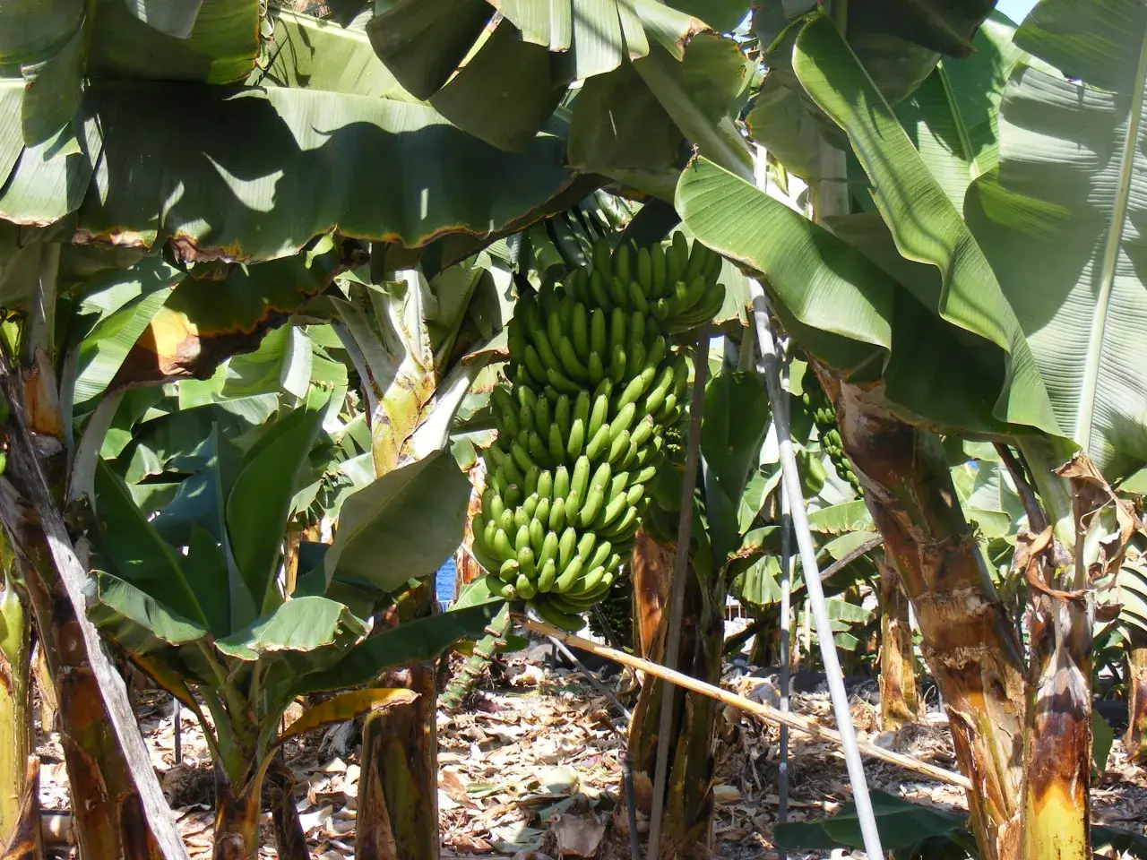 Plantacja banan&oacute;w egzotyczna
