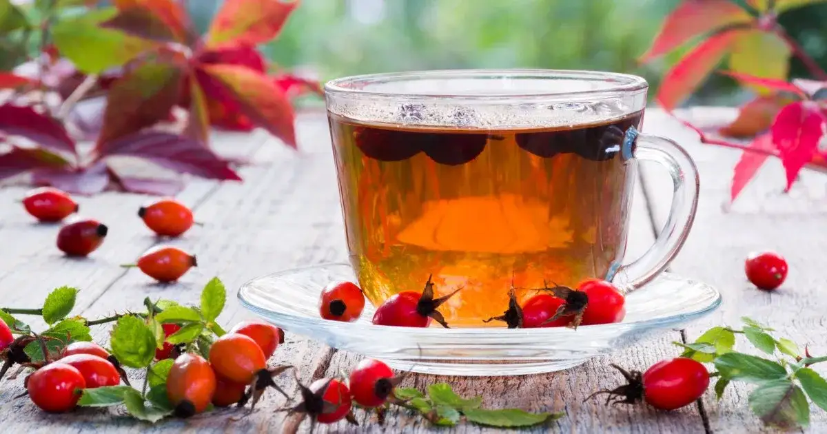 Zdjęcie Jak zrobić herbatę z owoców dzikiej róży i cieszyć się jej zdrowiem