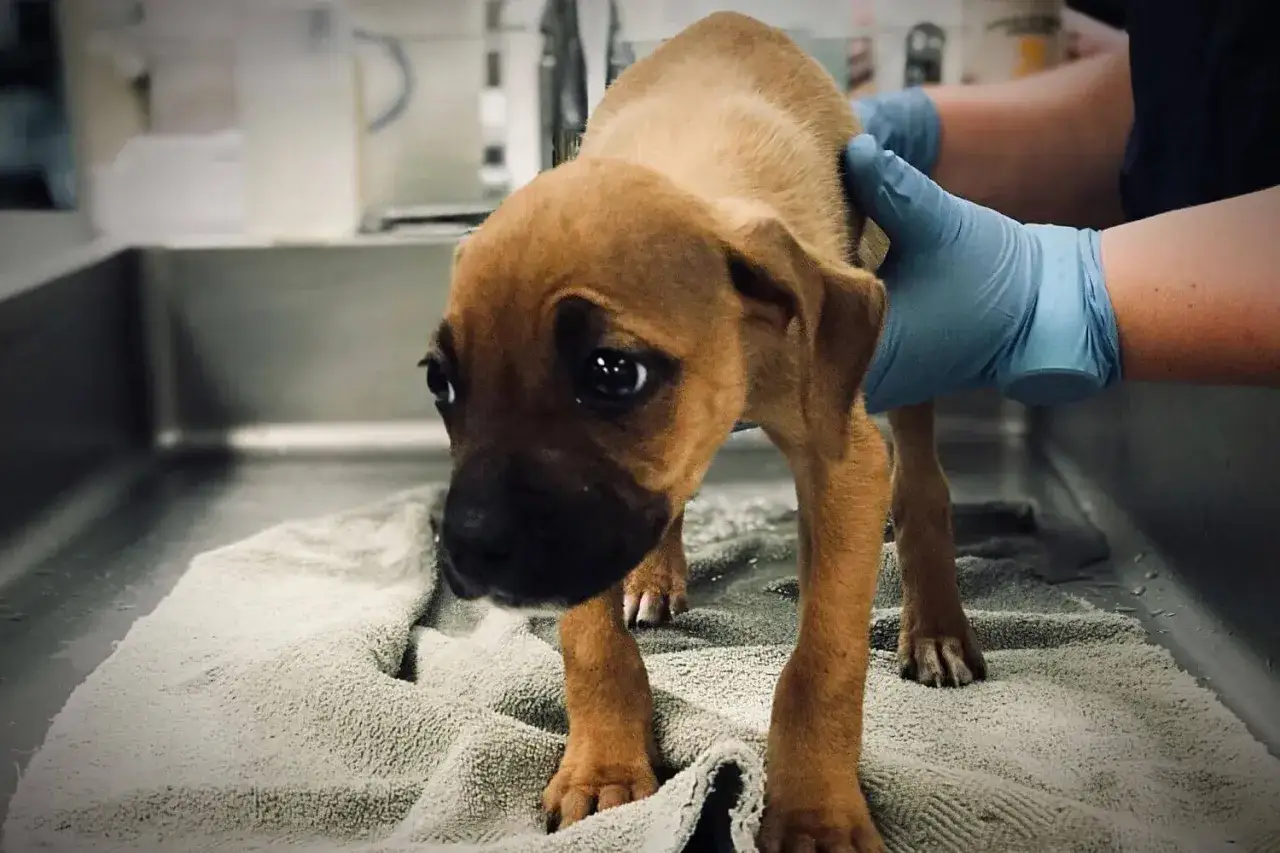 Mały piesek z niepokojem w oczach, być może z objawami zapalenia pęcherza u szczeniaka. Weterynarz w rękawiczkach go bada.
