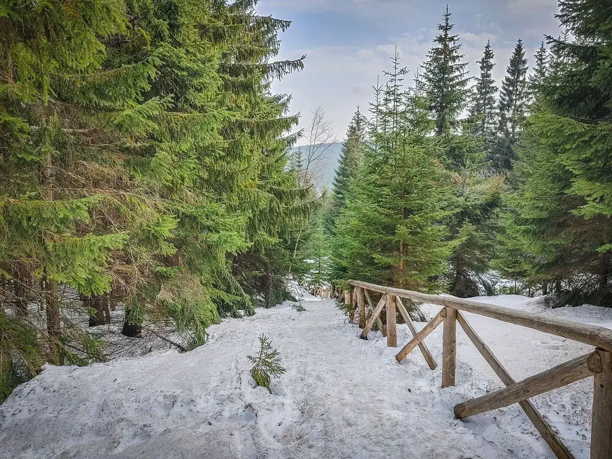 Śnieżna ścieżka prowadzi przez las, otoczona gęstymi świerkami. Drewniane ogrodzenie wzdłuż szlaku sugeruje, że to popularna trasa, być może w rejonie przełęczy Okraj.