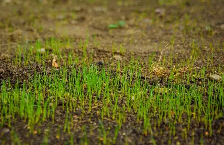 Zdjęcie Czy można siać trawę we wrześniu? Oto najlepsze warunki i porady